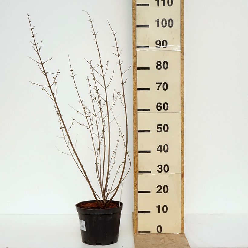 Symphoricarpos orbiculatus Symphony Rave 4L/5L pot sample as delivered in spring