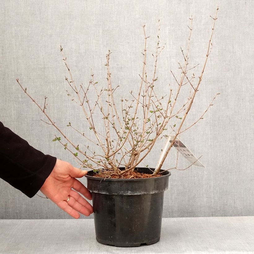 Symphoricarpos orbiculatus Symphony Rumble - Sinforicarpo Vaso da 6L/7L esemplare consegnato in primavera