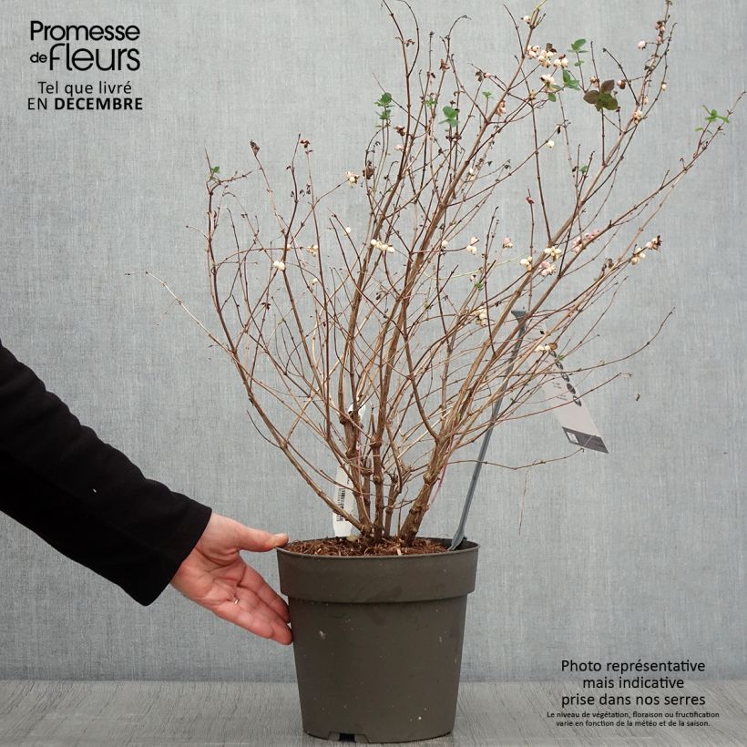 Spécimen de Symphorine - Symphoricarpos orbiculatus Symphony Rumble Pot de 6L/7L tel que livré en automne