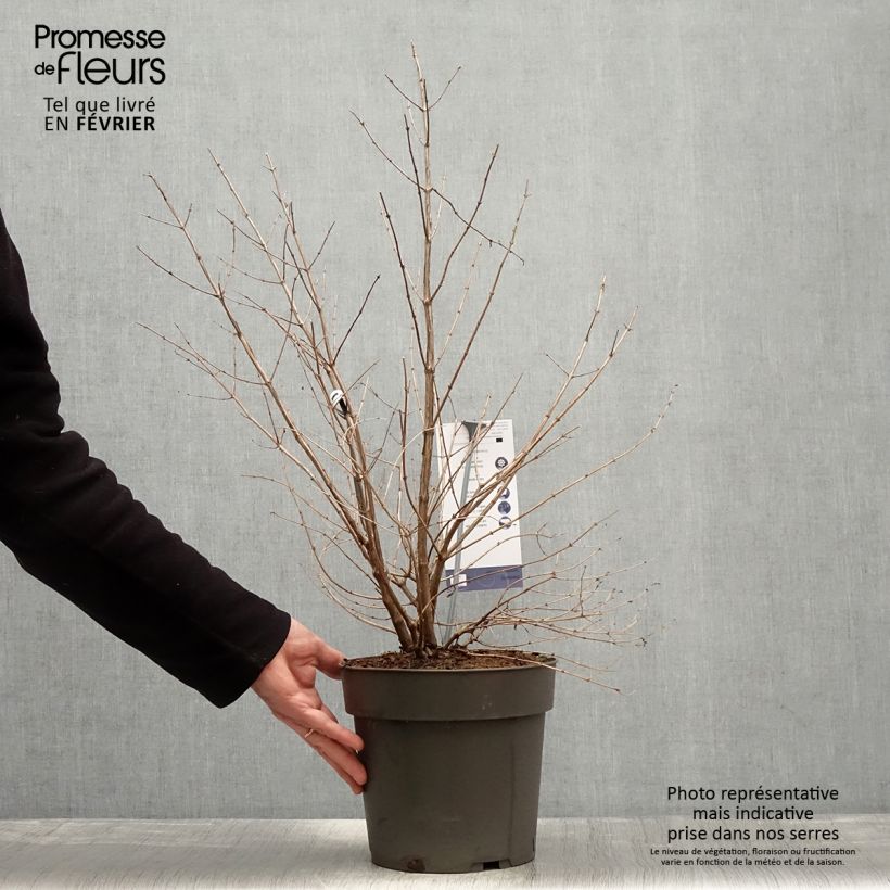 Spécimen de Symphorine - Symphoricarpos orbiculatus Symphony Rumble Pot de 6L/7L tel que livré en hiver