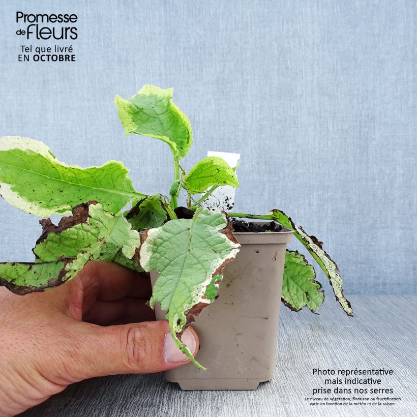 Spécimen de Symphytum Goldsmith - Consoude panachée Godet de 8/9 cm tel que livré en automne