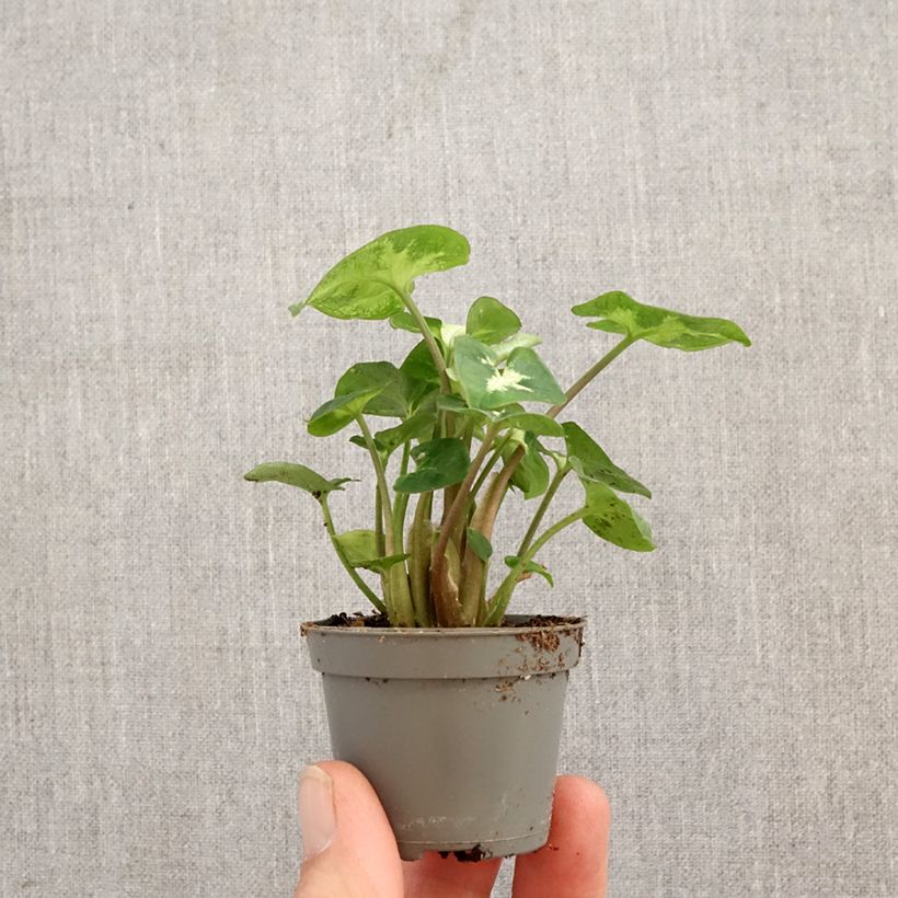 Spécimen de Syngonium Pixie Mini-plante tel que livré au printemps