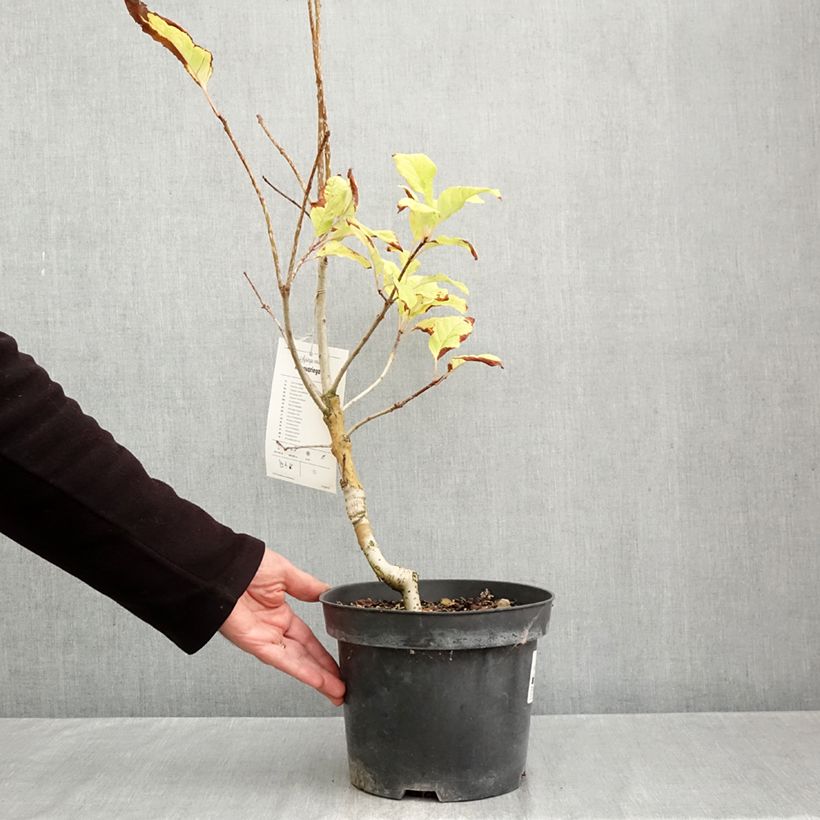 Spécimen de Syringa emodi aureovariegata - Lilas d'Himalaya  Pot de 4L/5L tel que livré en automne