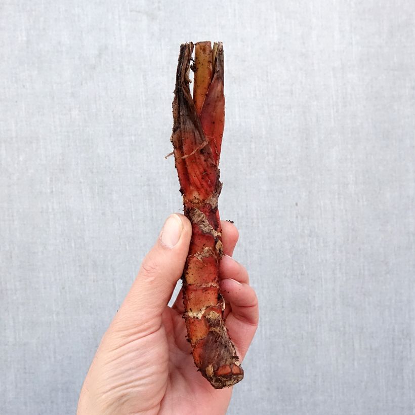 Spécimen de Tacca chantrieri - Fleur Chauve-souris Bulbe calibre I tel que livré au printemps