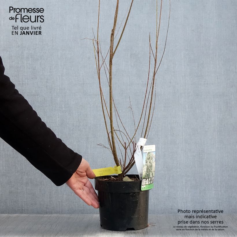 Spécimen de Tamaris ramosissima Hulsdonk White Pot de 3L/4L tel que livré en hiver