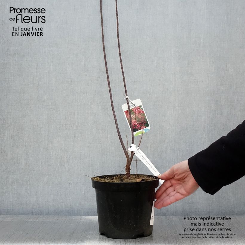 Spécimen de Tamaris ramosissima Rubra - Tamaris d'été Pot de 3L/4L tel que livré en hiver