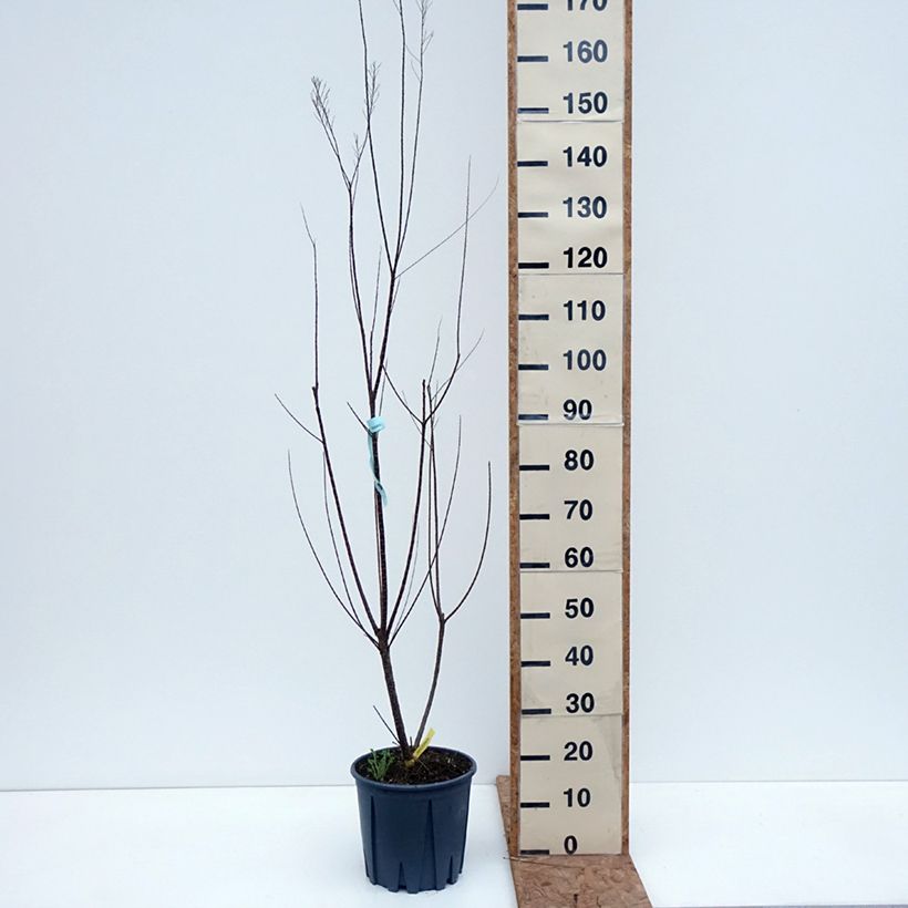 Spécimen de Tamarix gallica - Tamaris français, Tamaris commun Pot de 7,5L/10L tel que livré en automne