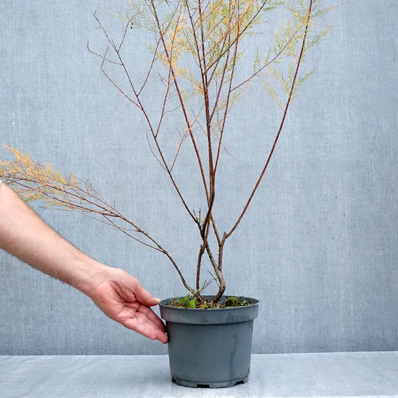 Spécimen de Tamarix ramosissima Pink Cascade Pot de 2L/3L tel que livré en automne