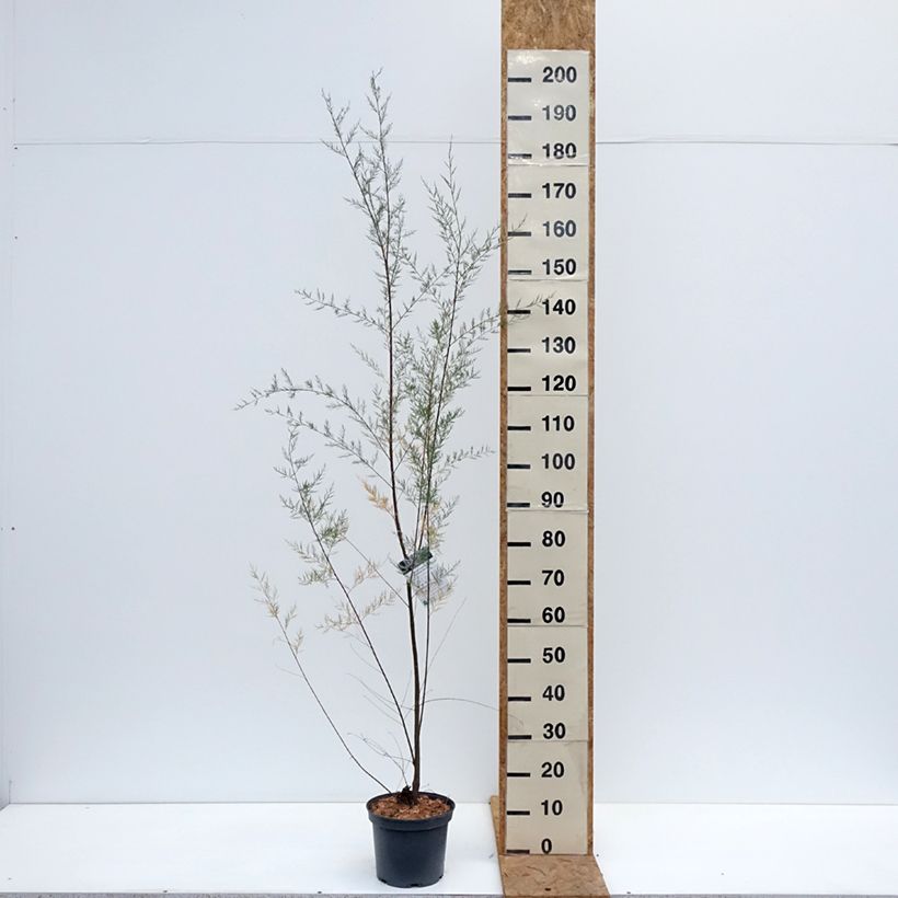 Spécimen de Tamarix ramosissima - Tamaris d'été Pot de 4L/5L tel que livré en automne