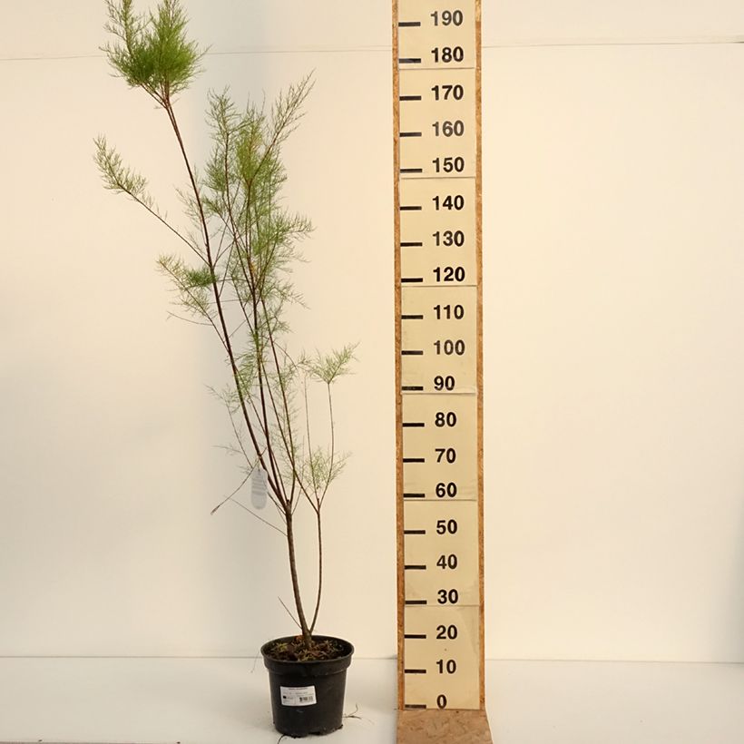 Spécimen de Tamarix ramosissima - Tamaris d'été Pot de 4L/5L tel que livré en été