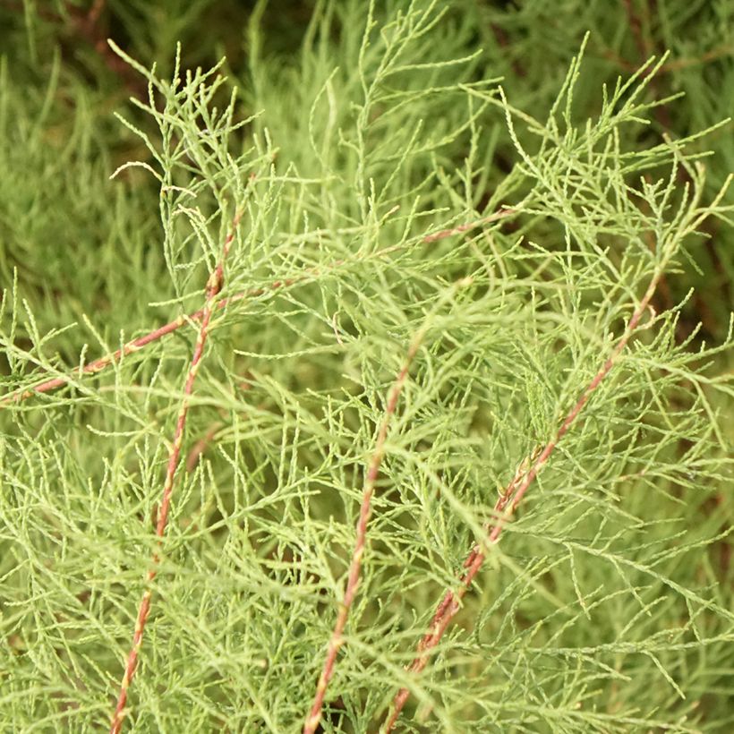 Tamarix tetrandra - Tamaris de printemps (Feuillage)