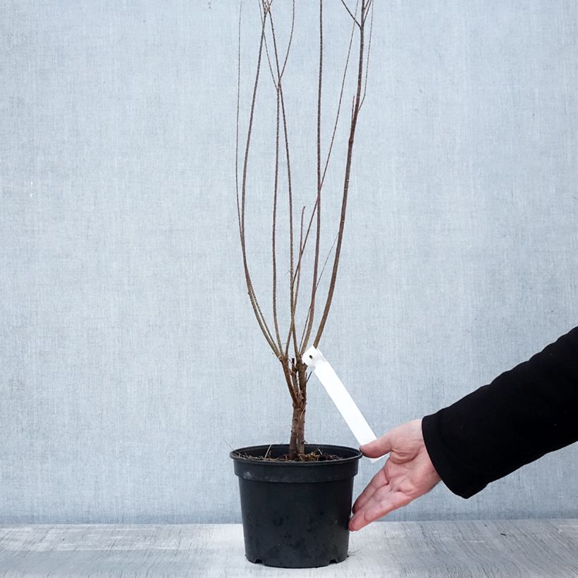 Spécimen de Tamarix tetrandra - Tamaris de printemps Pot de 3L/4L tel que livré en automne