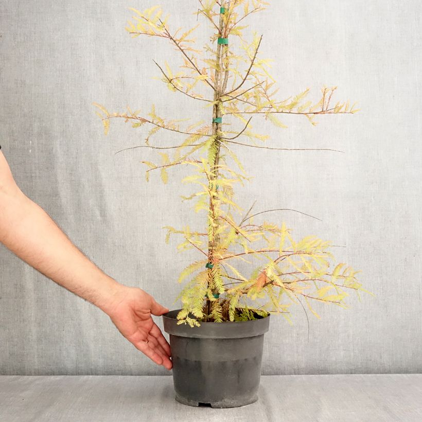 Spécimen de Taxodium distichum - Cyprès chauve Pot de 3L/4L tel que livré en automne