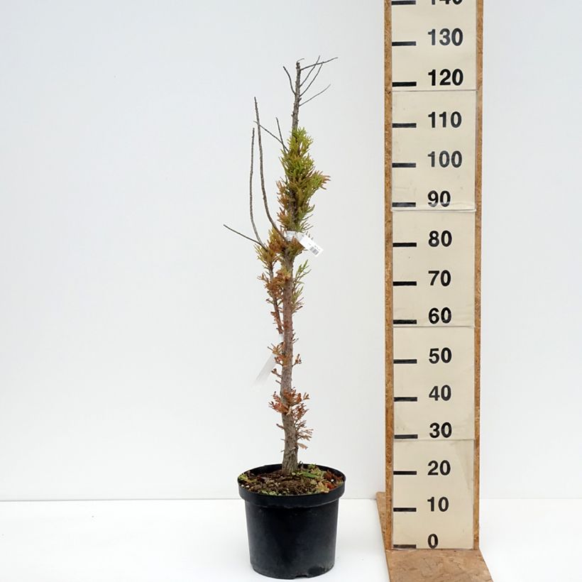 Spécimen de Taxodium distichum Pevé Minaret - Cyprès chauve Pot de 6L/7L tel que livré en automne