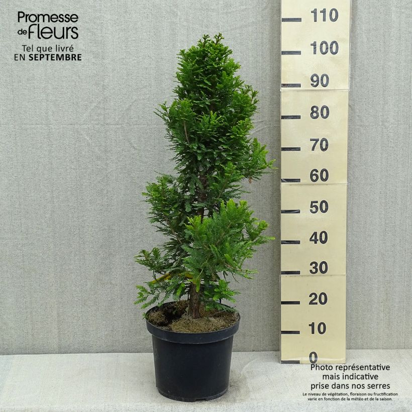 Spécimen de Taxodium distichum Pevé Minaret - Cyprès chauve Pot de 6L/7L tel que livré en été