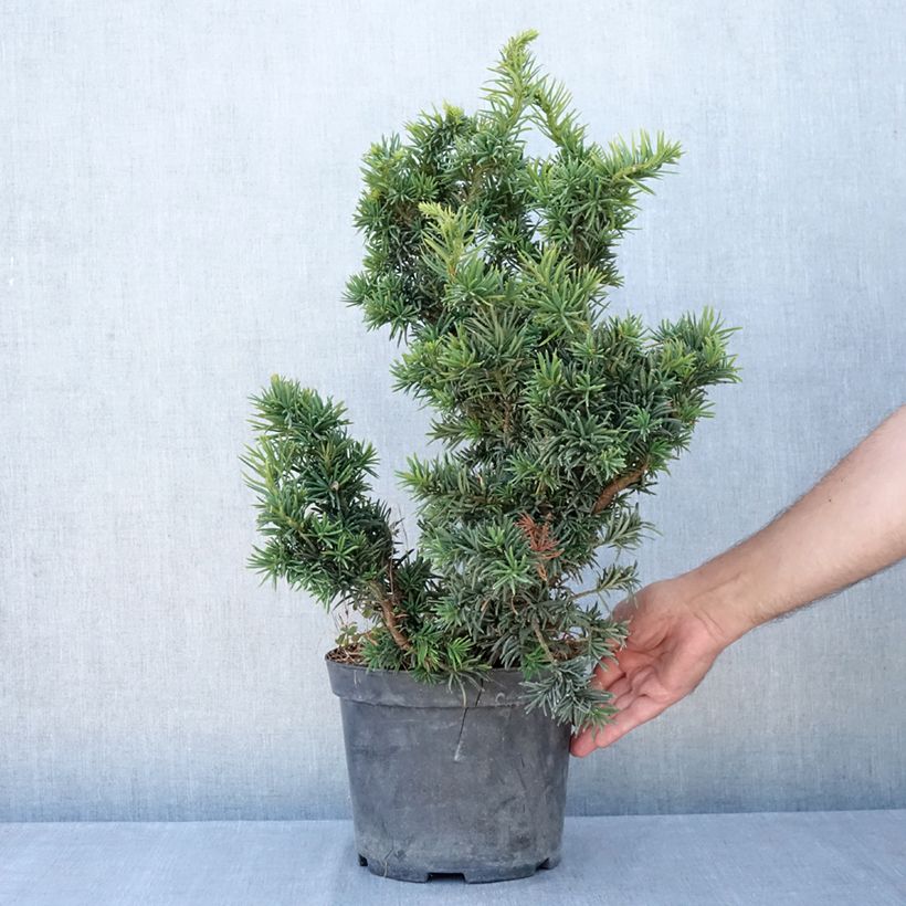 Spécimen de Taxus baccata Cristata - If commun nain Pot de 4L/5L tel que livré en été