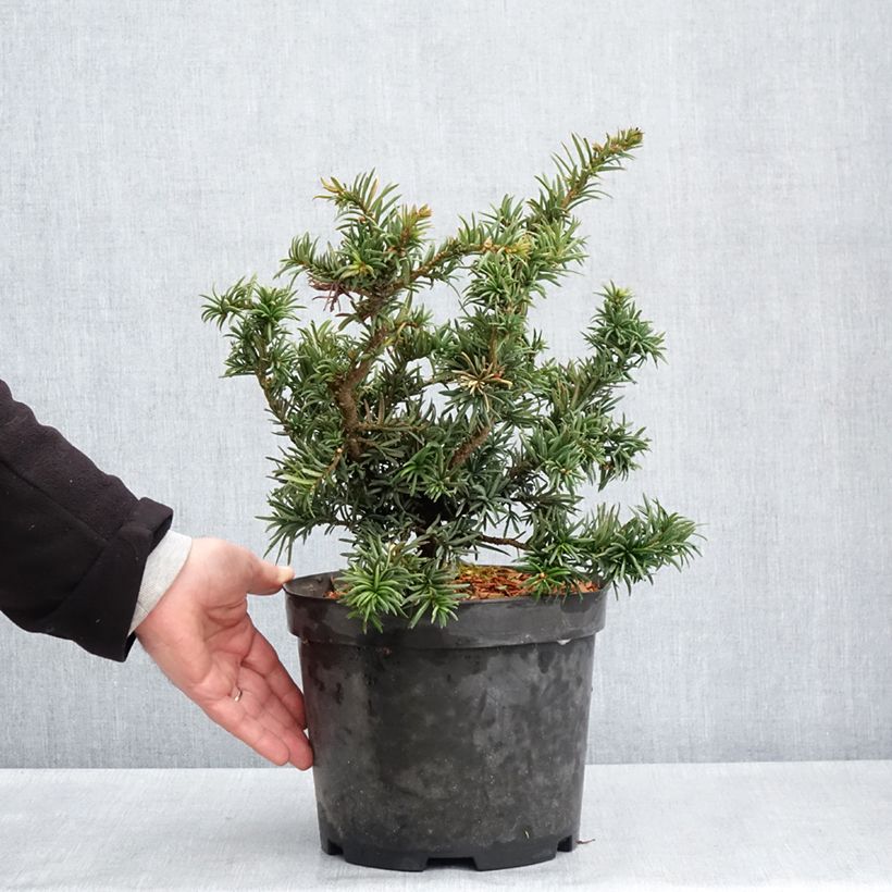 Spécimen de Taxus baccata Cristata - If commun nain Pot de 4L/5L tel que livré au printemps