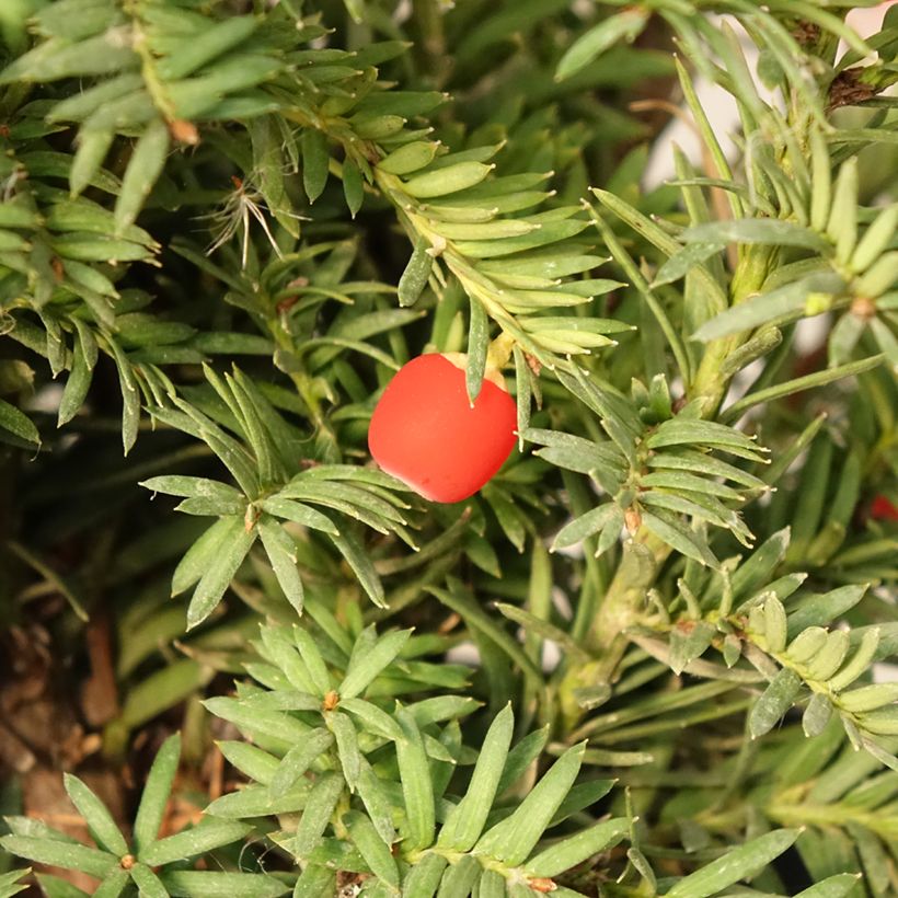 Taxus baccata Elegantissima - If commun (Récolte)