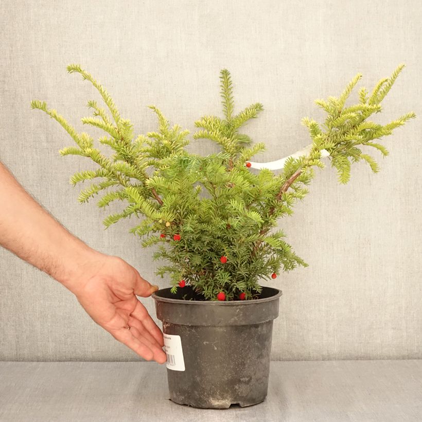 Spécimen de Taxus baccata Elegantissima - If commun Pot de 3L/4L tel que livré en été