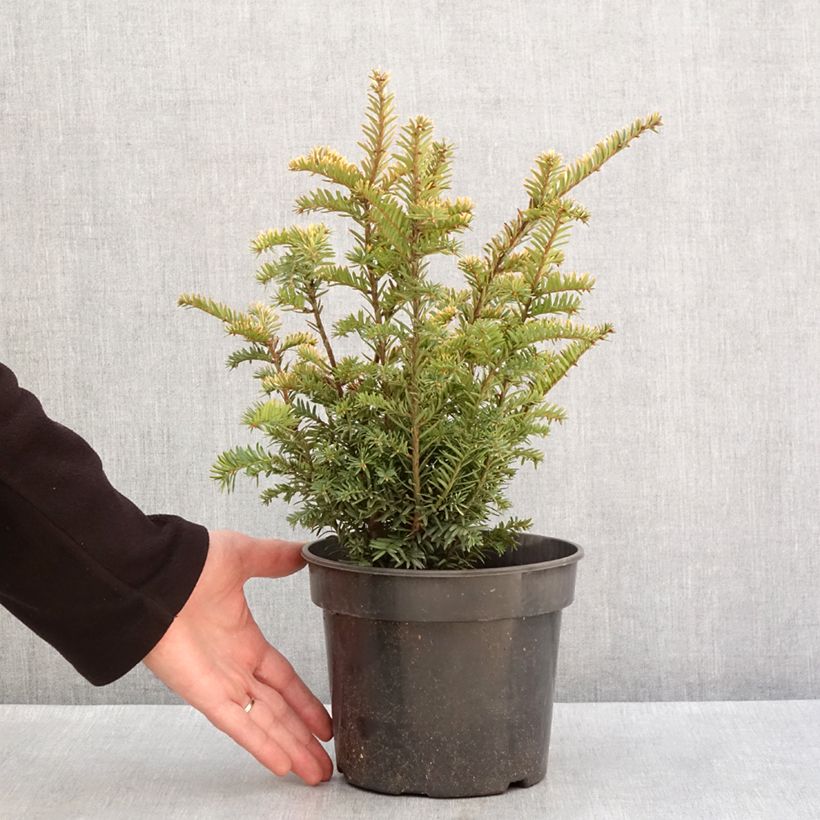 Spécimen de Taxus baccata Elegantissima - If commun Pot de 3L/4L tel que livré en hiver
