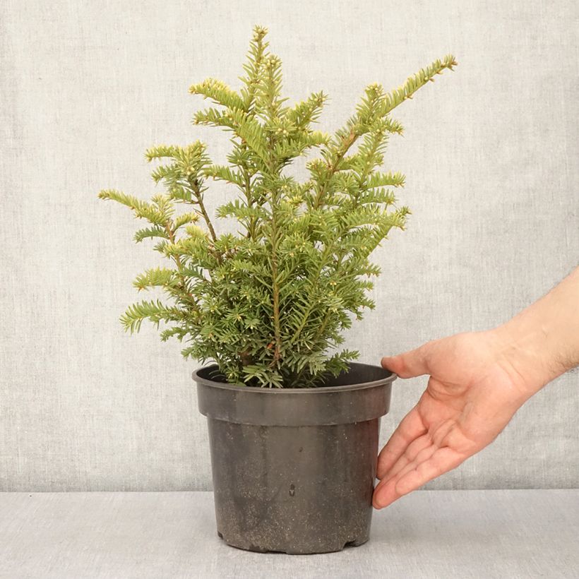 Amostra de Taxus baccata Elegantissima Vaso de 3 L/4 L tal como entregue na primavera