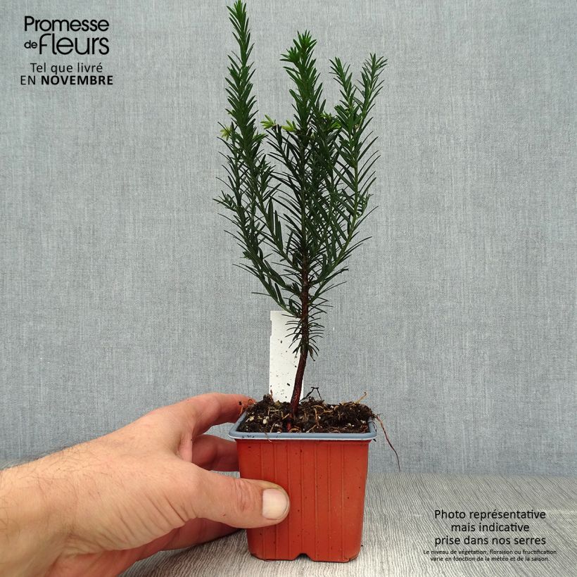 Spécimen de Taxus baccata - If commun Godet de 8/9 cm tel que livré en automne