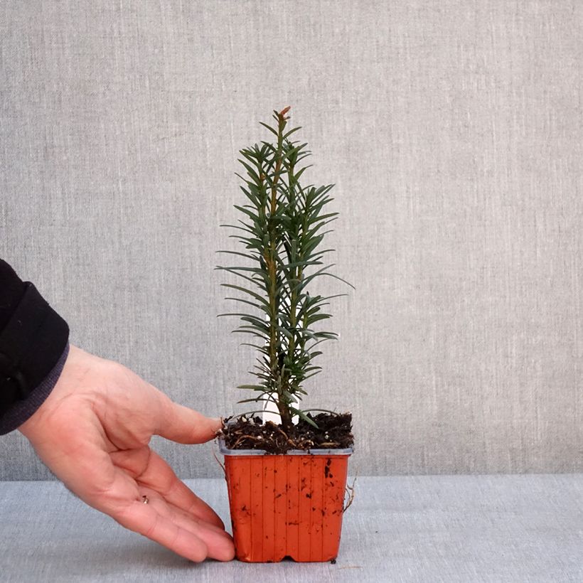 Spécimen de Taxus baccata Fastigiata Robusta - If commun fastigié Godet de 8/9 cm tel que livré en hiver