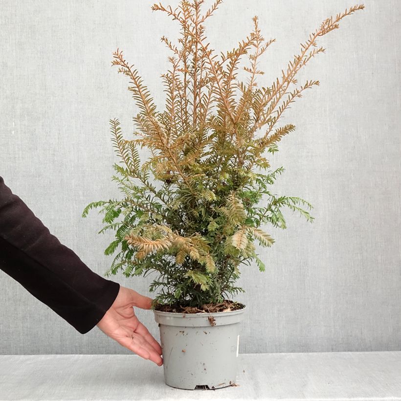 Spécimen de Taxus baccata - If commun Pot de 2L/3L tel que livré en automne