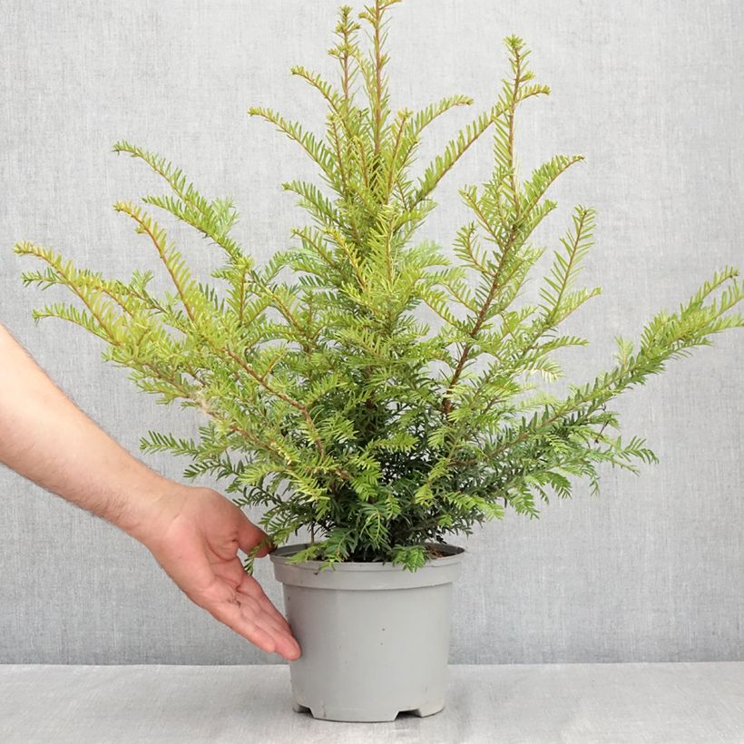 Spécimen de Taxus baccata - If commun Pot de 2L/3L tel que livré en été