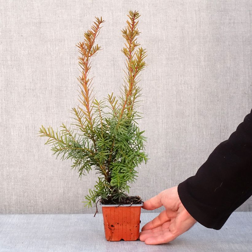 Spécimen de Taxus media Densiformis - If hybride Godet de 8/9 cm tel que livré en hiver