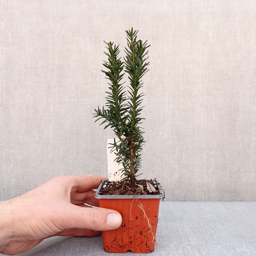 Spécimen de Taxus media Hillii - If hybride Godet de 8/9 cm tel que livré en hiver