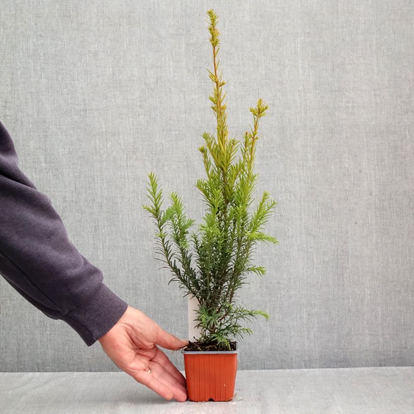 Spécimen de Taxus x media Groenland - If hybride Godet de 8/9 cm tel que livré en automne