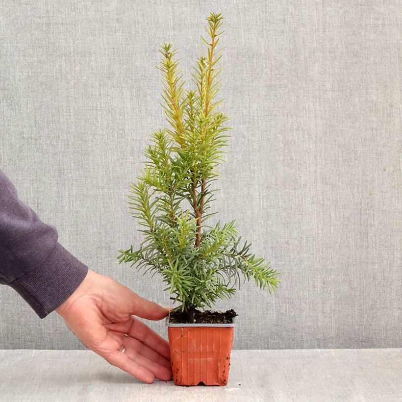 Spécimen de Taxus x media Hicksii - If hybride Godet de 8/9 cm tel que livré en automne