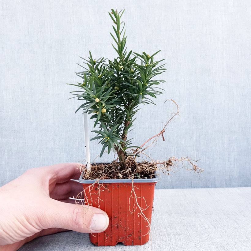 Spécimen de Taxus x media Hicksii - If hybride Godet de 8/9 cm tel que livré en hiver