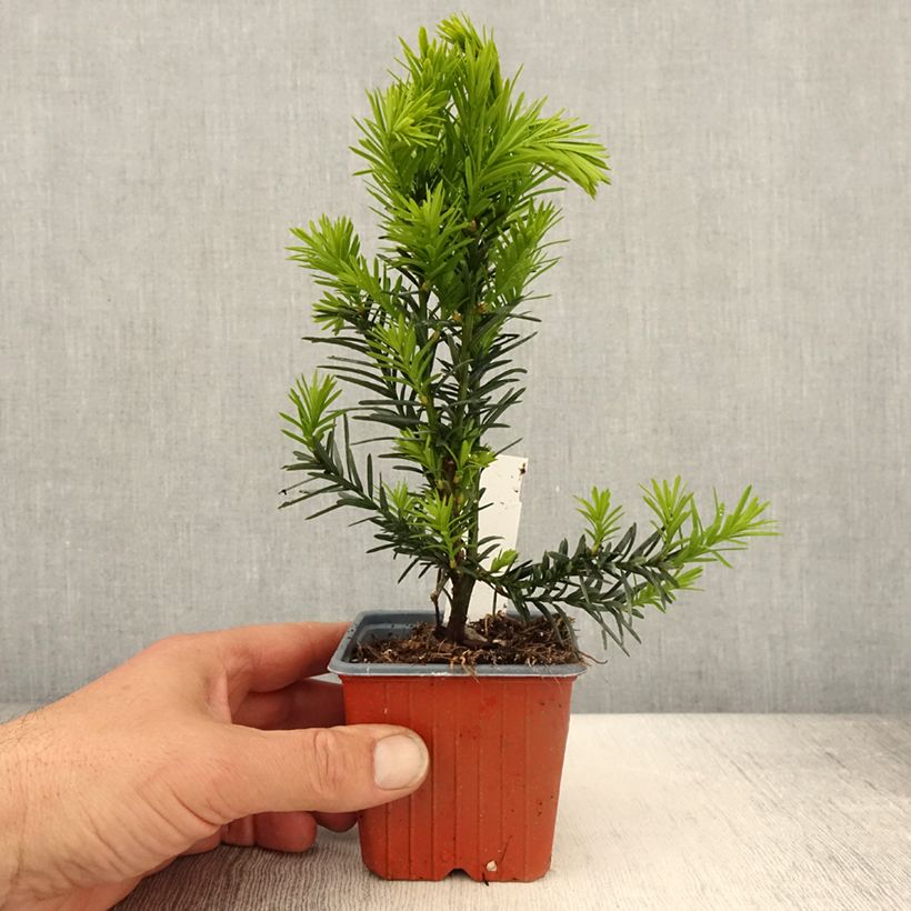Spécimen de Taxus x media Hicksii - If hybride Godet de 8/9 cm tel que livré au printemps