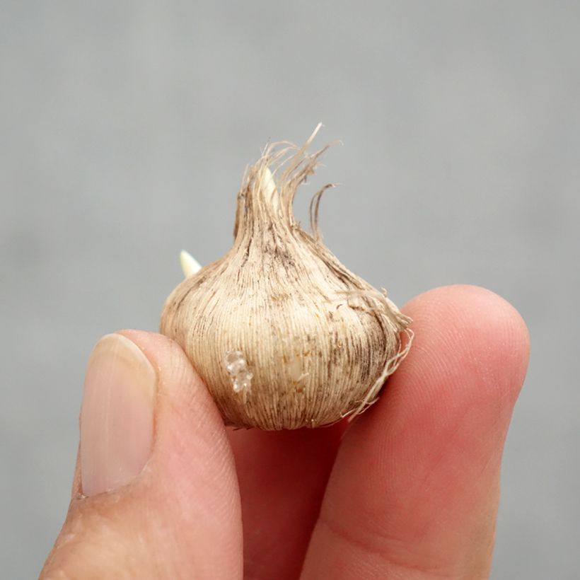 Spécimen de Tecophilaea cyanocrocus var. leichtlinii - Crocus bleu du Chili Bulbe calibre I tel que livré au printemps