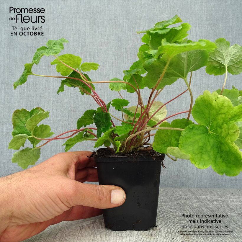 Spécimen de Tellima grandiflora - Tellime à grande fleur Godet de 8/9 cm tel que livré en automne
