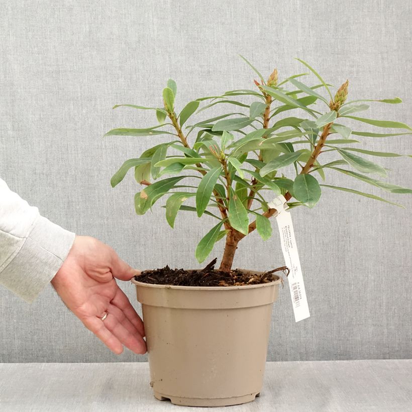 Spécimen de Telopea Braidwood Brilliant Pot de 4L/5L tel que livré en automne