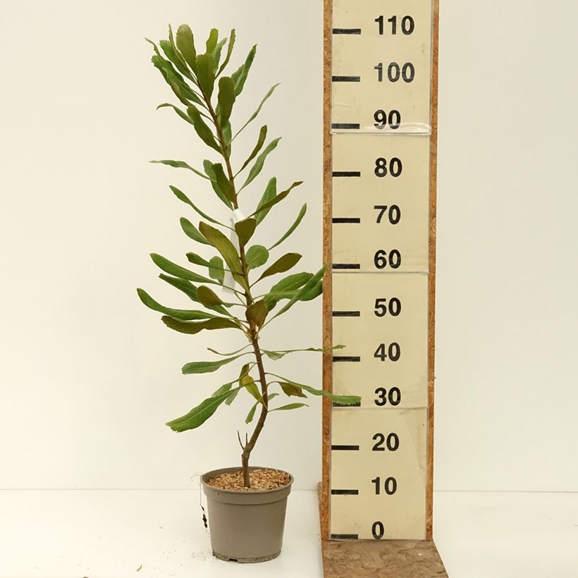 Spécimen de Telopea Red Embers Pot de 4L/5L tel que livré en été