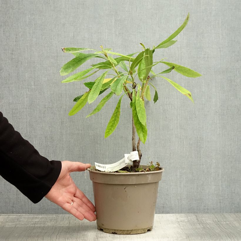 Spécimen de Telopea White - Waratah  blanc Pot de 4L/5L tel que livré en automne