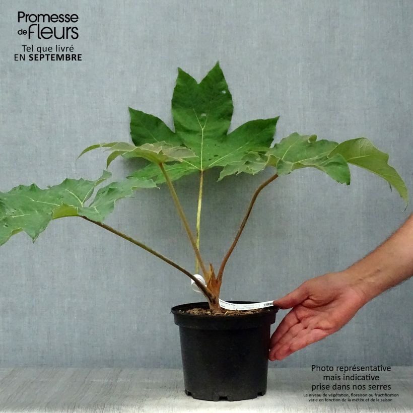 Spécimen de Tetrapanax papyrifera Rex - Plante à papier de riz Pot de 3L/4L tel que livré en automne