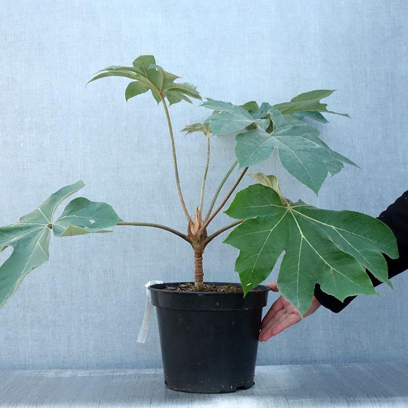 Spécimen de Tetrapanax papyrifera Rex - Plante à papier de riz Pot de 6L/7L tel que livré en automne