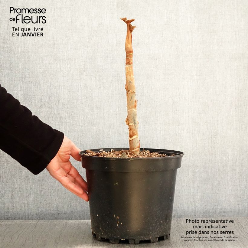 Spécimen de Tetrapanax papyrifera Rex - Plante à papier de riz Pot de 6L/7L tel que livré en hiver