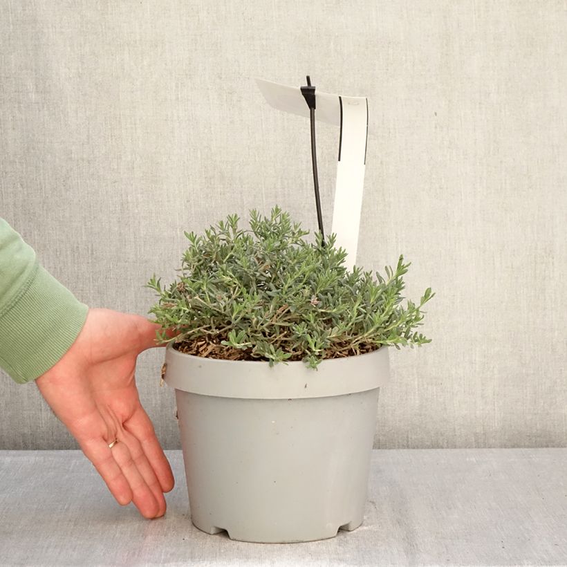 Spécimen de Teucrium ackermanii - Germandrée d'Ackerman Pot de 3L/4L tel que livré en hiver