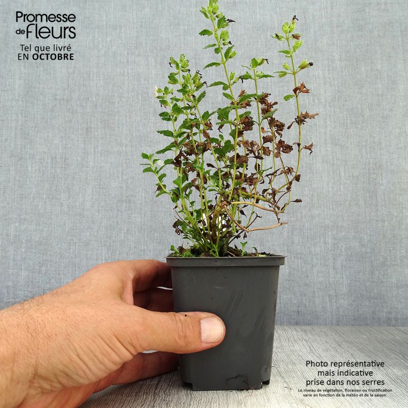 Spécimen de Teucrium chamaedrys Alba - Germandrée Petit-chêne Godet de 8/9 cm tel que livré en automne