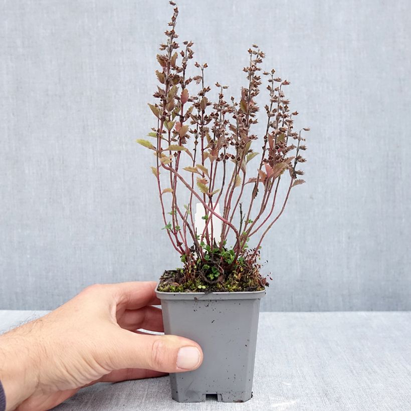Spécimen de Teucrium chamaedrys (wild form) - Germandrée petit-chêne Godet de 8/9 cm tel que livré en automne