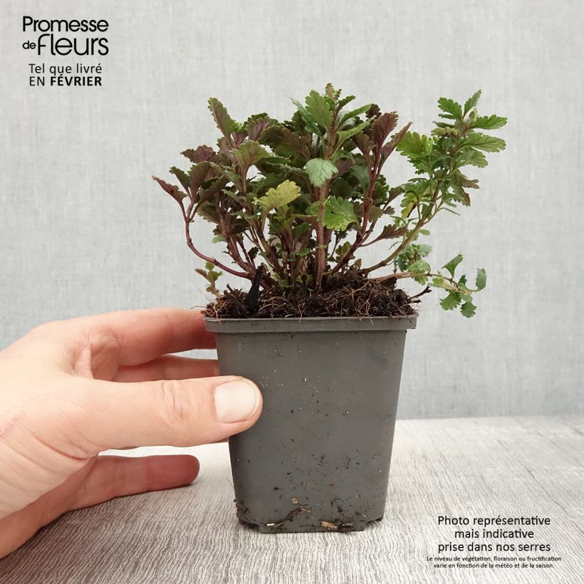 Exemplar von Teucrium chamaedrys Wild Form - Gemeiner Gamander Kleine Töpfe von 8/9 cm wie im Winter geliefert