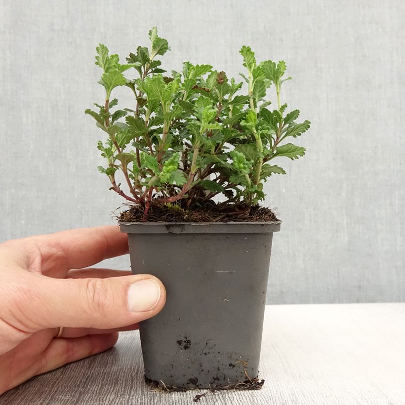 Teucrium chamaedrys Wild Form - Camedrio Maceta de 8/9 cm Ejemplar entregado en la primavera