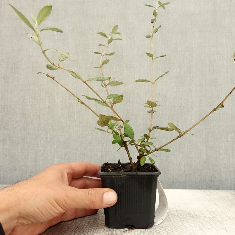 Spécimen de Teucrium fruticans Selection Erecta - Germandrée arbustive Godet de 8/9 cm tel que livré en automne