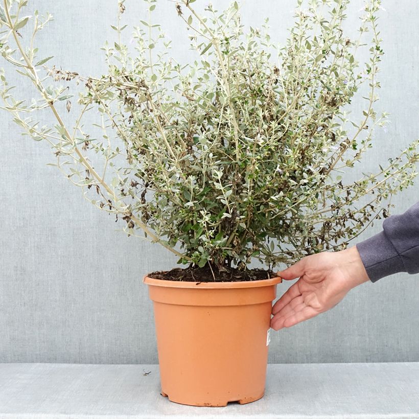 Spécimen de Teucrium fruticans Selection Erecta - Germandrée arbustive Pot de 7,5L/10L tel que livré au printemps